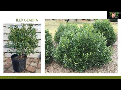 Video: American Holly Planting - Lær at passe American Holly