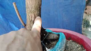 M172 phôi hải Châu lá nhỏ 200k lh 0784005295 khiêm