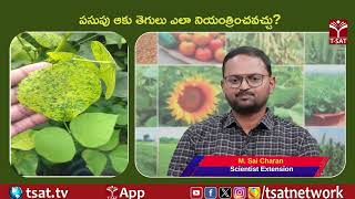 పసుపు ఆకు తెగులు ఎలా నియంత్రించవచ్చు ? | T-SAT