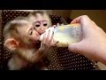 Monkey Лапундер