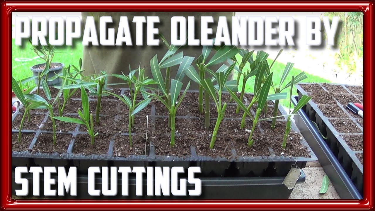How to Propagate Oleander from Stem Cuttings
