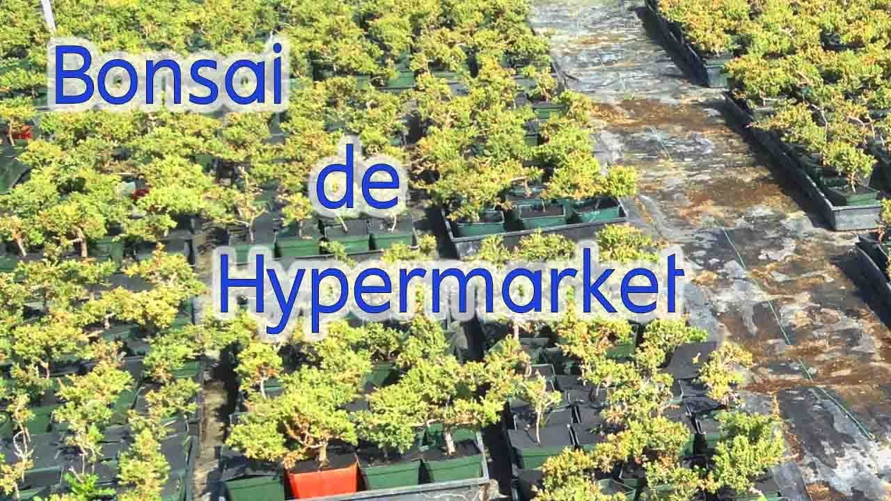 Bonsai de Hypermarket - ghidul incepatorului | Info #7 - (2020)