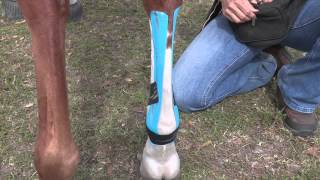 EquiTaping a Suspensory Ligament & Providing Tendon Support