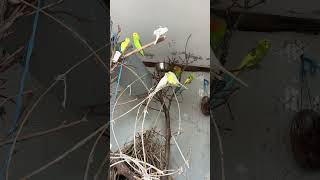 Hoy martes 16 de junio Dios bendice este aviario #birds #aves #yosoydelos7mil #pets #lifeisbutadream