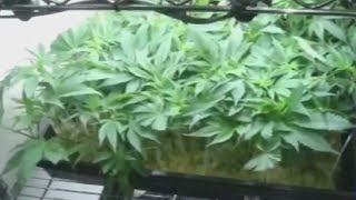 Adult-use cannabis applications now open in New York State