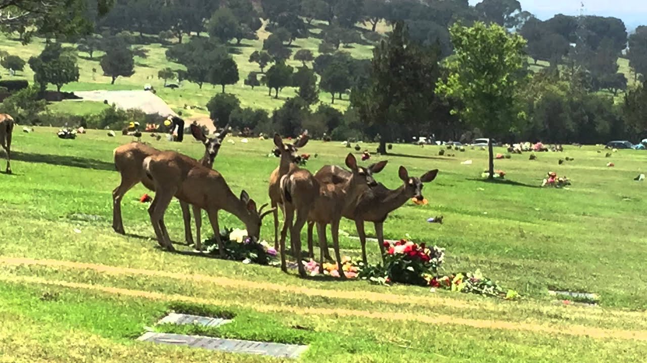 Deer eating flowers from graves in Forest Lawn Cemetery ( Memorial Park) Los Angeles, Ca