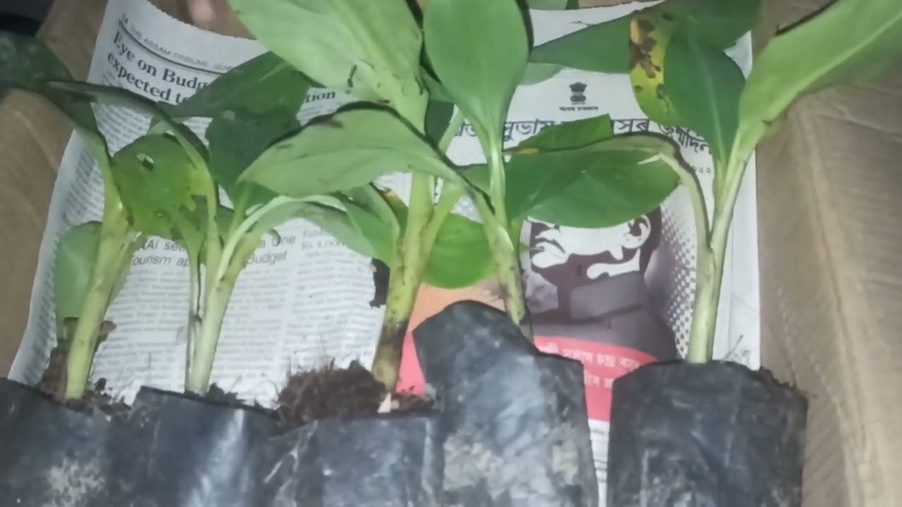 G9 Banana Plant Packing For Delivery In All Assam, India By Aamar Nursery হাইব্ৰিড জাহাজী কলৰ পুলি