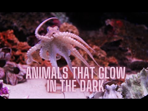 Why Do Some Animals Glow in the Dark 🌟 - YouTube