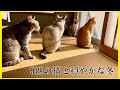 【保護猫】猫達と過ごす穏やかな冬/保護猫ララちゃんの避妊手術/全力で抵抗するルルちゃん