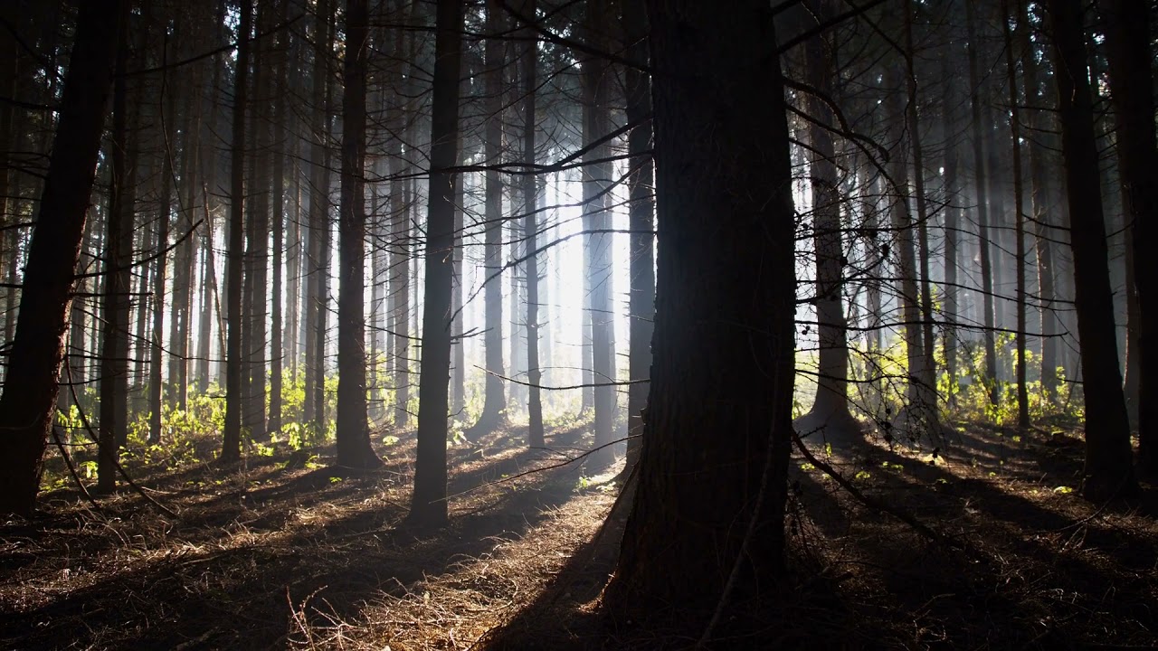 DARK FOREST VIDEO FOOTAGE - THE DARK FOREST AT NIGHT FREE HD VIDEO FOOTAGE - 12