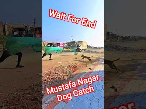 Mustafa Nagar Circle Dog Catch Dog Streetdogrevival Pets Catch Amazing Mustafa Nagar Circle Dog Catch Dog Streetdogrevival Pets Catch Amazing