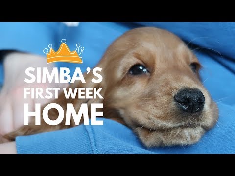 Simba The Cocker King: English Cocker Spaniel puppy&rsquo;s first week home
