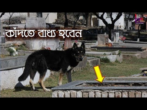 ভিডিও: কুকুর কি কাঁদতে পারে?