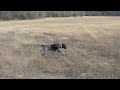 2015 Blood Trailing - Bluetick Training (feat: Jedidiah, The Hound) 2015 Blood Trailing - Bluetick Training (feat: Jedidiah, The Hound)
