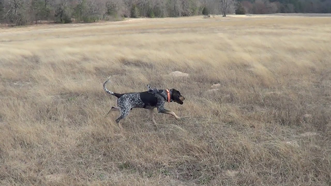 bluetick deer dogs for sale