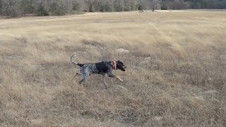 2015 Blood Trailing  Bluetick Training (feat: Jedidiah, The Hound)