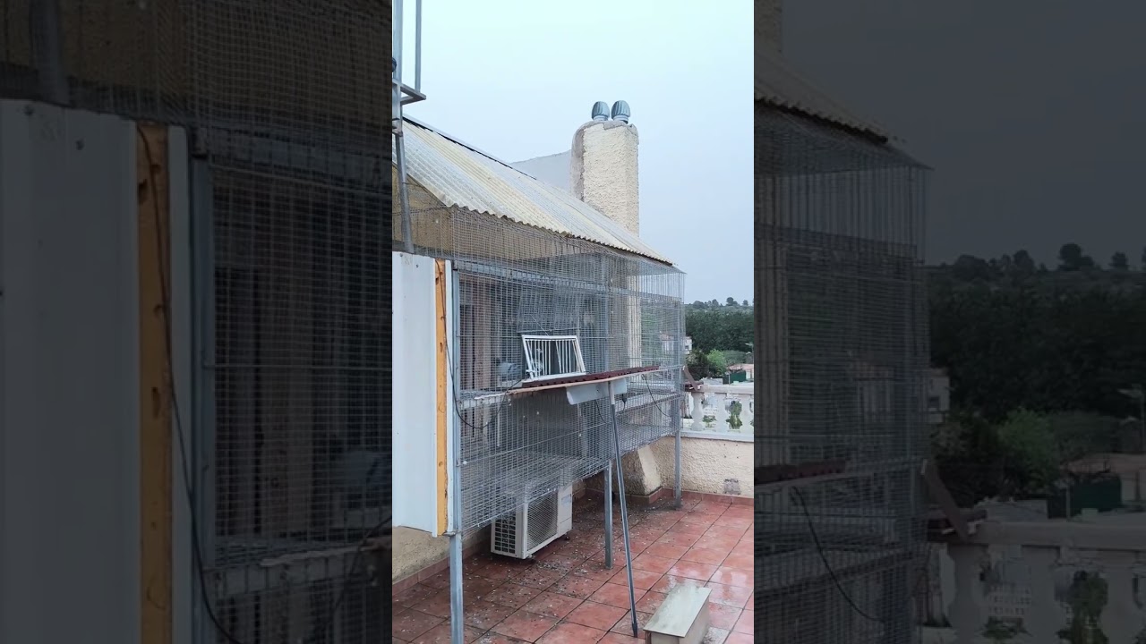 Llegaron nuestras palomas de 72 km Saludos a Matías de Argentina un fuerte abrazo 🫂