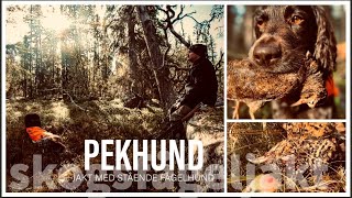 PEKHUND  Jakt med stående fågelhund  skogsfågeljakt och annat med kleiner münsterländer