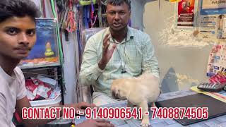 Good qwailty pug puppies for sale | fown colour Vodafone dog | pet shop in kanpur