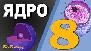 • ЯДРО КЛЕТКИ • строение двумембранных органелл