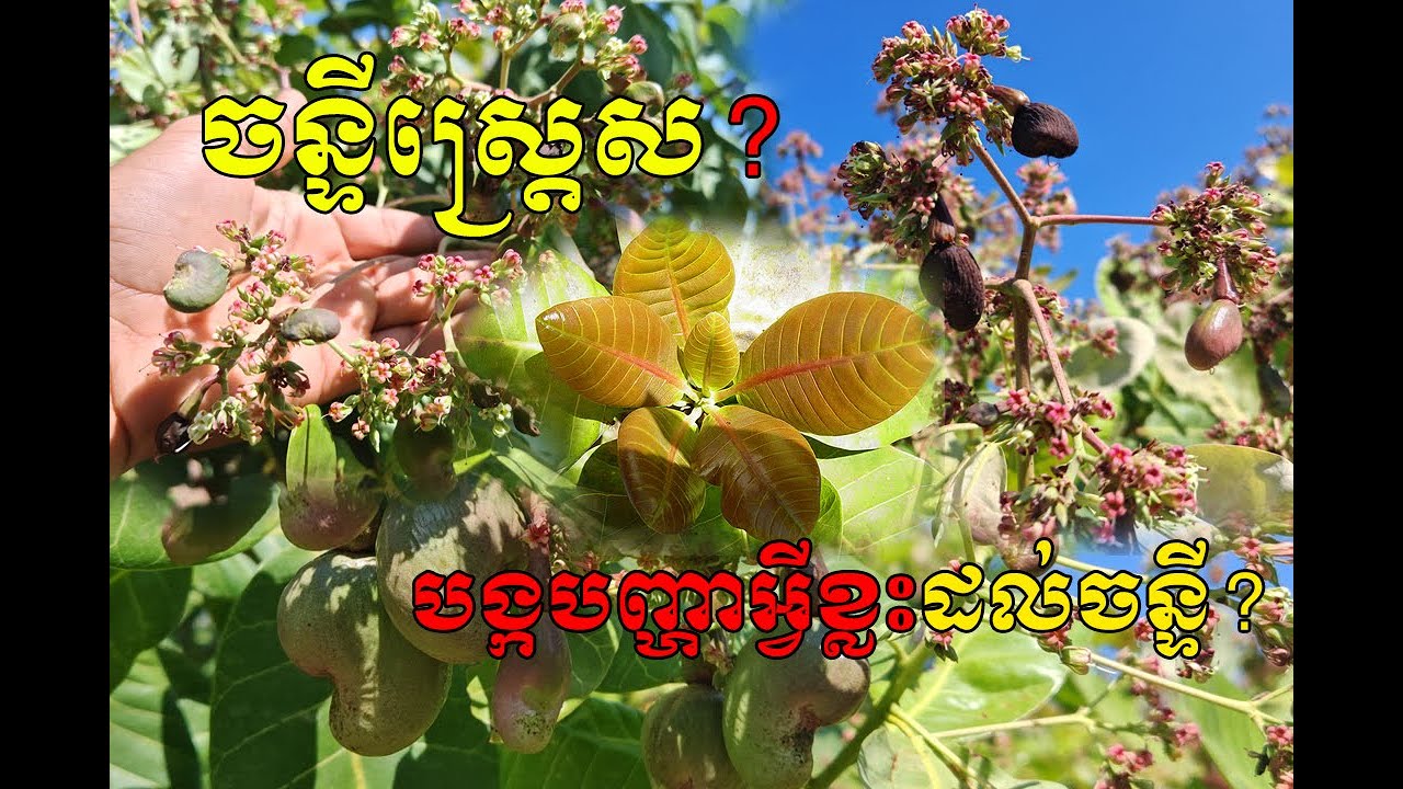 សញ្ញាដែលបង្ហាញថាស្វាយចន្ទីកំពុងស្រ្តេស