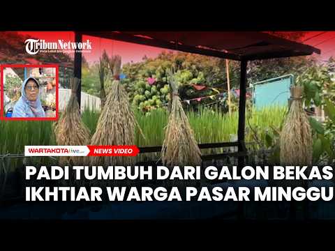 Padi Tumbuh dari Galon Bekas, Ikhtiar Warga Pasar Minggu Menjaga Ketahanan Pangan
