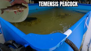 New Temensis Pea B For My Pool Pond