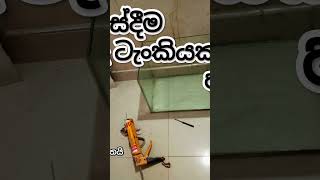 Subscribe For  Vedio Comming Soon snakehead fishcare channa subscribe viral