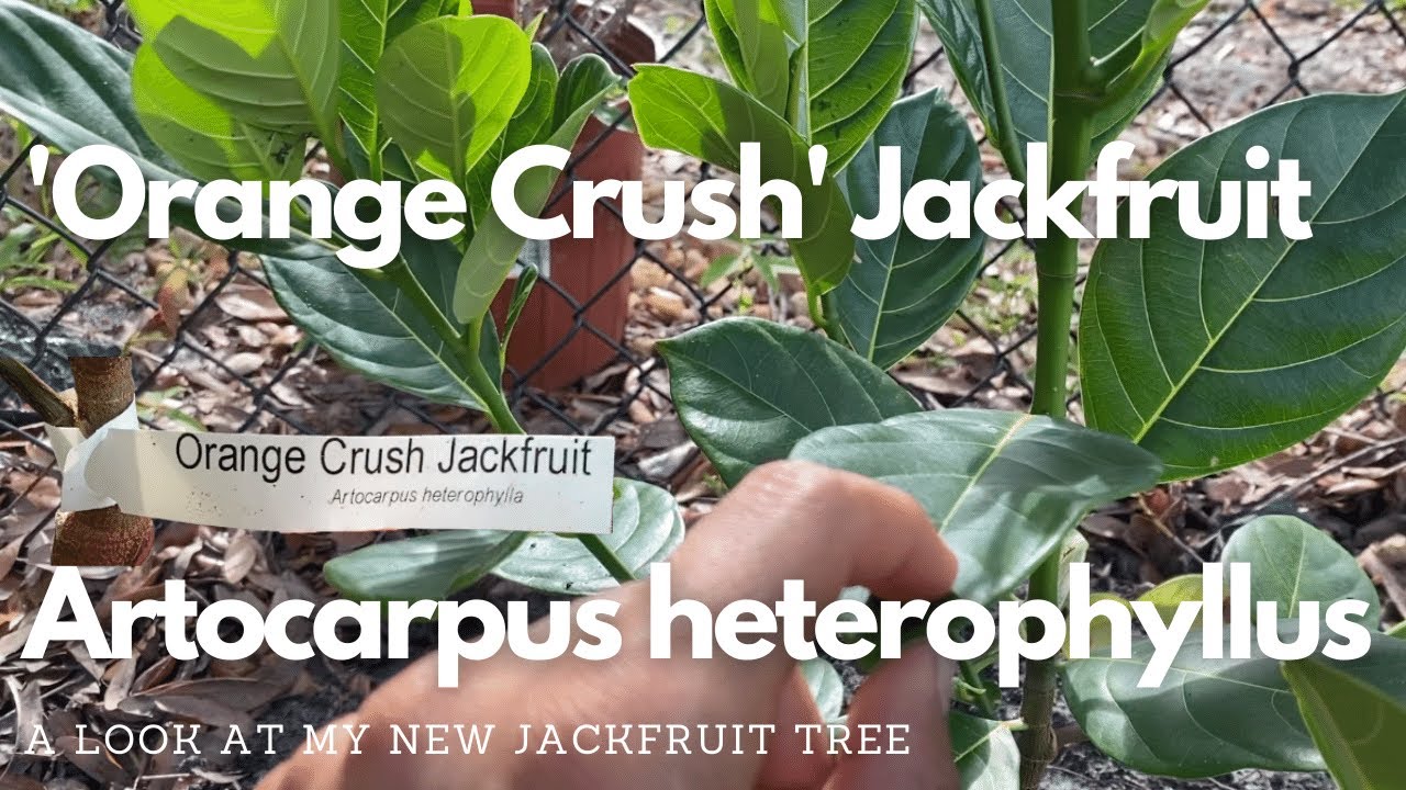 'Orange Crush' Jackfruit Artocarpus heterophyllus YouTube