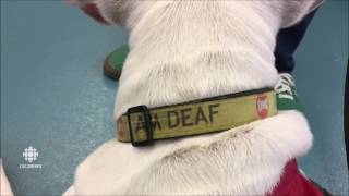 CBC News on Jollytails Therapy Dog Class featuring Hooper by Jollytails 1,480 views 7 years ago 2 minutes, 39 seconds