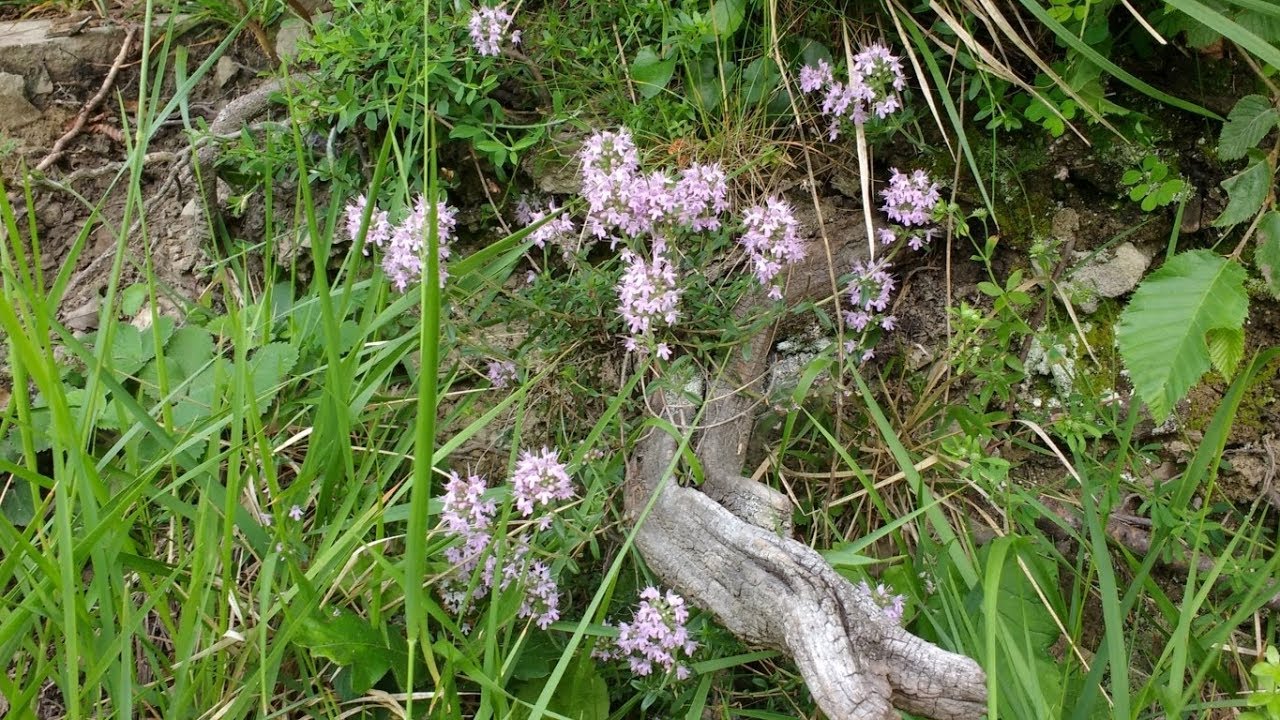 Thymus Serpyllum | L'Erbario Di Raffaele - Foto 2