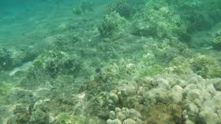 Snorkeling Tunnels Adult Yellowtail Coris