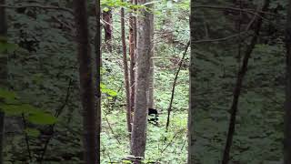 Crib Gap Trail #nature #hiking #bear
