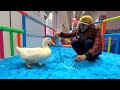 I took my duck to slime