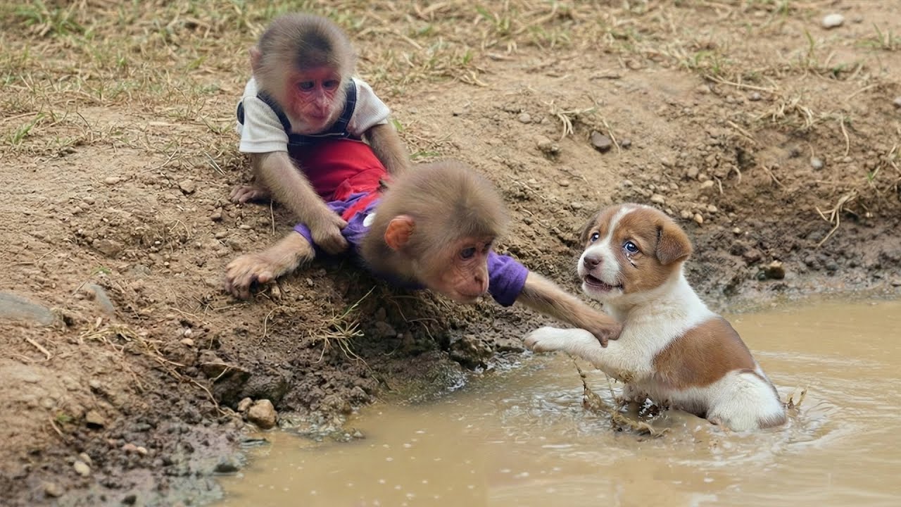 Teaching Love and Care Monkey Moon Helps a Puppy
