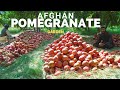 Afghan Pomegranate Garden Kandahar Arghandab