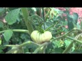 garden update 3
