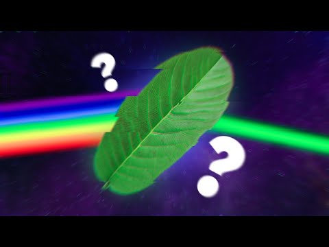 Vídeo: Por Que As Plantas São Verdes?