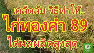 เคล็ดลับวืธีทำให้..ไก่ทองคำ 89....ได้ผลผลิตสูงสุด 🌾🌾 สนใจพันธุ์ข้าว 0899428684 0925164252