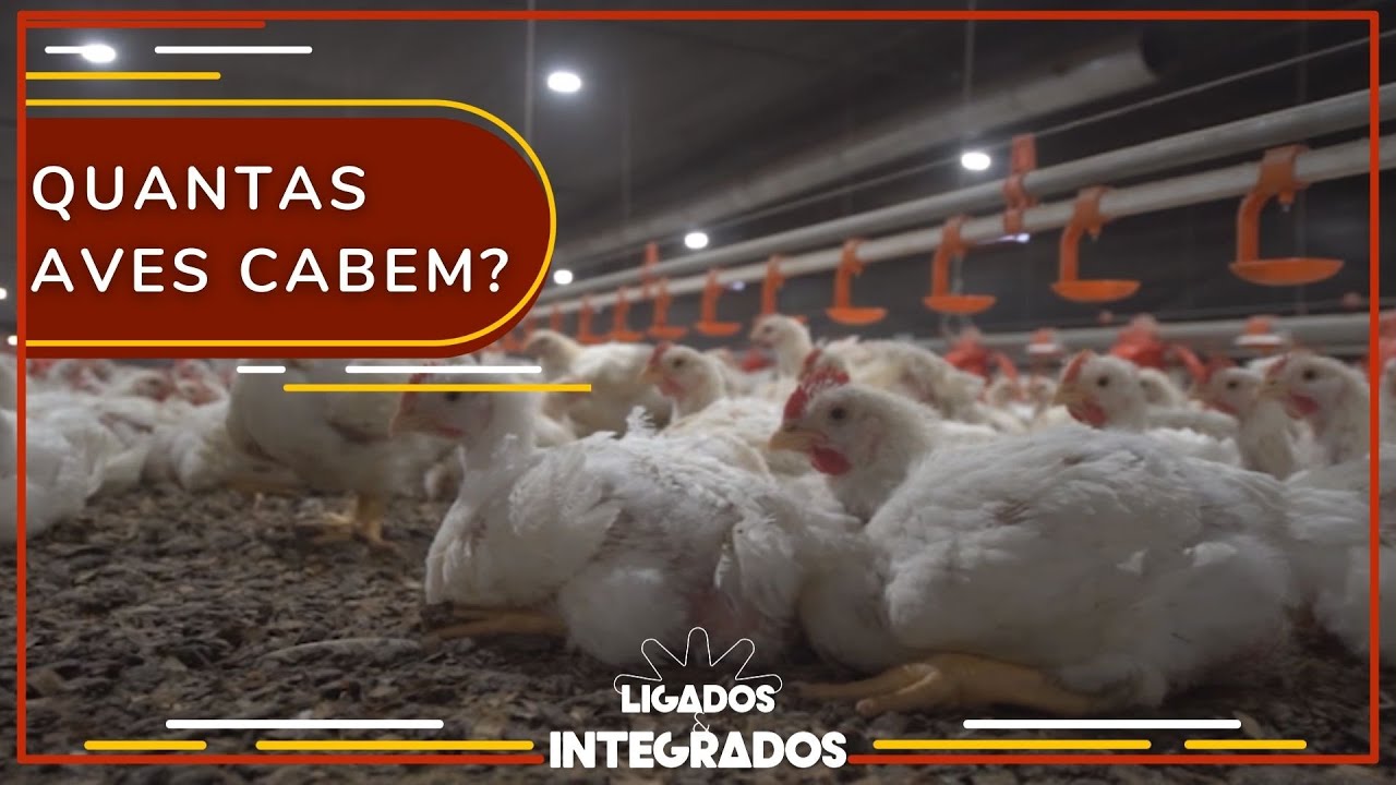 Avicultura: mais frangos por metro quadrado, maior produtividade?| Ligados & Integrados - 16/11/2021