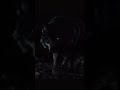 #MysteriousWolf