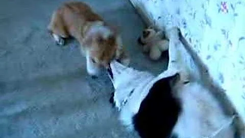 corgi vs border collie