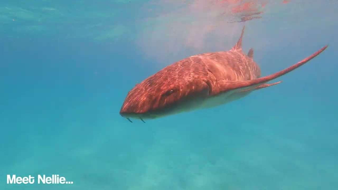 Nellie the Nurse Shark