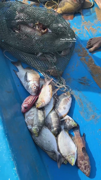 💥ivagga fishing net la ithalam mattuna jackpot tha 💥