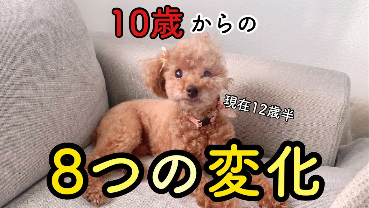 犬 の 10 歳