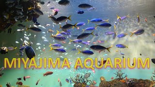 Miyajima aquarium