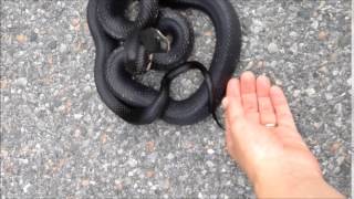 Teatown Animal Care Supervisor, Erin Baker, helping a black rat snake across the road