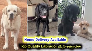 62071 57868 | top quality Labrador puppies for sale in telugu | Aj pets 