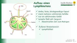 Lymphsystem - teste Dein Wissen
