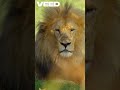 Tiger vs Lion Showdown #animals #lions #tigers #siberian #India #savanna #africa #stronganimals